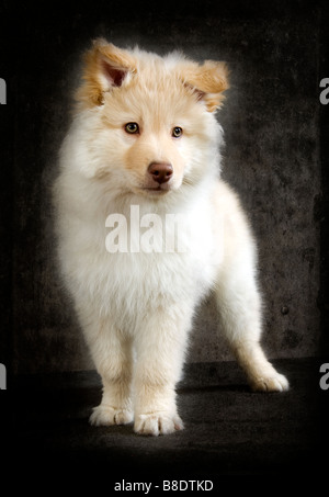 Finnish Lapphund, chiot Banque D'Images