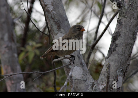 Arbre perché dans finch Darwin à Puerto Ayora Highlands, l'île de Santa Cruz, Galapagos, Equateur en Septembre Banque D'Images