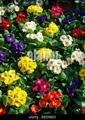 Primrose Primula hybr Banque D'Images