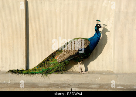 Peacock, Parc des Thermes royaux, Varsovie, Voïvodie de Mazovie, Pologne Banque D'Images