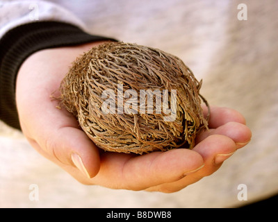 Rose de Jéricho séchées. Selaginella lepidophylla Banque D'Images