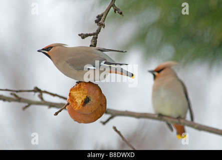 Jaseur boréal se nourrissant de vieille Pourriture des pommes à la fin de l'hiver, Aviemore Highlands écossais. 2169 SCO Banque D'Images