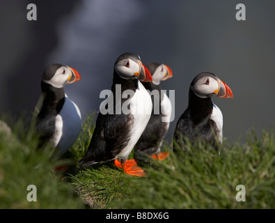 Le macareux moine, Fratercula arctica, Islande. Banque D'Images