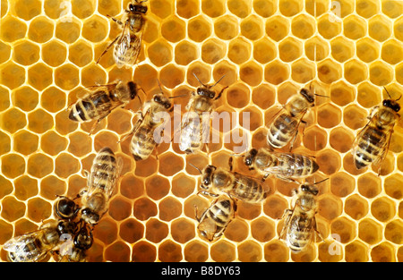 Vue aérienne des abeilles sur un peigne Banque D'Images