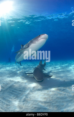 Requin tigre, le requin Banque D'Images