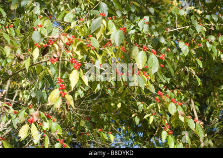 Baies rouges de Chèvrefeuille Lonicera maackii, de l'Amur Erubescens Banque D'Images