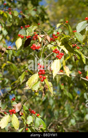 Baies rouges de Chèvrefeuille Lonicera maackii, de l'Amur Erubescens Banque D'Images