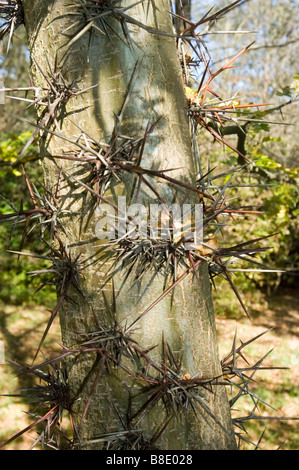 Gros plan de grosses épines aiguisées sur le tronc d'un criquet pèlerin (Gleditsia triacanthos) aux Etats-Unis. Banque D'Images