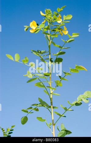 Fleurs jaunes de vessie senna, Colutea arborescens Banque D'Images