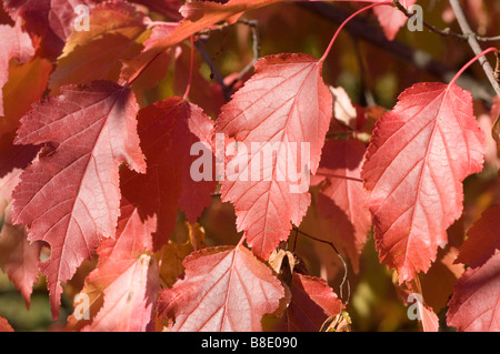 L'automne les feuilles rouges d'Amur maple, Acer ginnala, la Chine, la Mandchourie et le Japon Banque D'Images