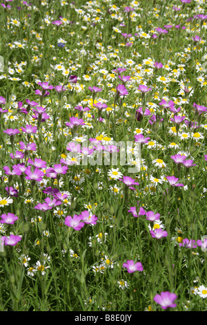 La nielle, Agrostemma githago, Caryophyllaceae et Ox Eye Daisies Chryanthemum leucanthemum Banque D'Images