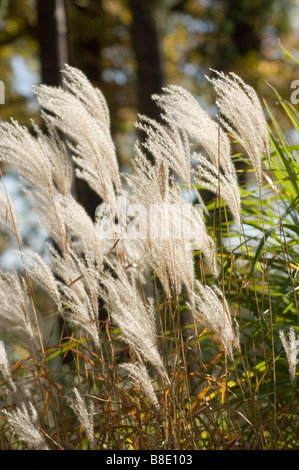 Chinese silvergrass, herbe, graminées ornementales, Miscanthus sinensis zebrinus var Banque D'Images
