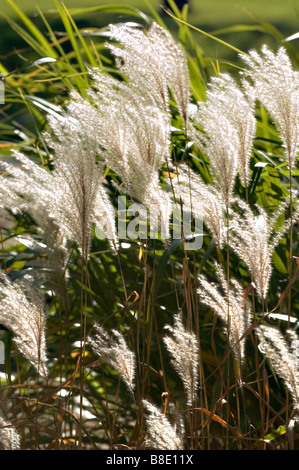 Chinese silvergrass, herbe, graminées ornementales, Miscanthus sinensis zebrinus var Banque D'Images