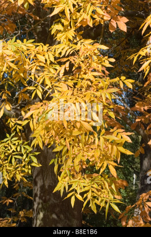 Feuillage d'automne jaune caryer cordiforme caryer cordiforme, marais, caryer et pignut, caryer, Carya cordiformis Juglandacées Banque D'Images