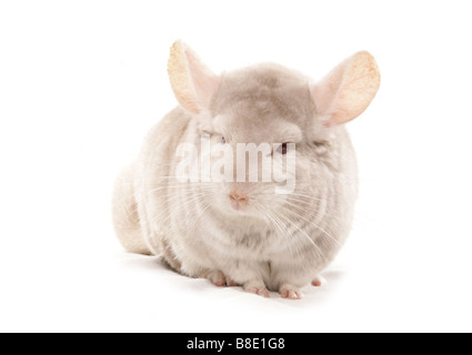 Chinchilla albinos assis Studio Banque D'Images