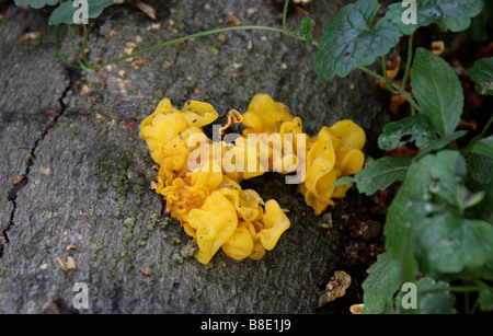 Cerveau jaune, champignon, Tremellaceae Tremella mesenterica Banque D'Images