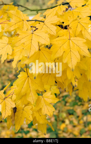 L'automne jaune feuilles d'érable sur le terrain , Aceraceae, Acer campestre Banque D'Images