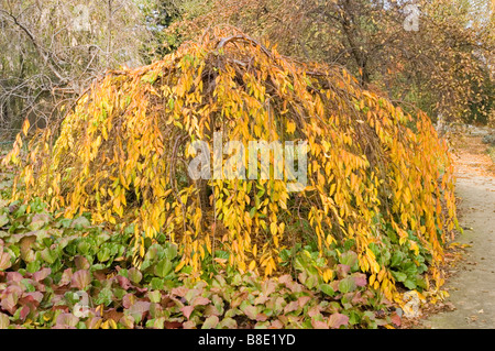 Higan Cherry, pleurant Higan Cherry, l'automne fleurs de cerisier Higan, winter-flowering cherry, Rosaceae Prunus subhirtella 'Pendula, Banque D'Images