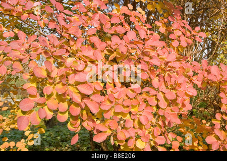 Feuilles d'automne jaune rouge de cotinus, Smokebush, Anacardiaceae, Prunus serrula Banque D'Images