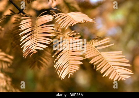 Dawn redwood Taxodiaceae, Metasequoia glyptostroboides, China, Asia Banque D'Images