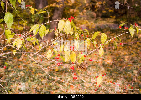 Feuilles jaunes et rouges d'Amur chèvrefeuille - Lonicera maackii Erubescens caprifoliaceae, Asie, Banque D'Images