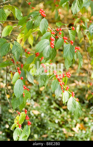 Baies rouges de chèvrefeuille d'Amur - caprifoliaceae Lonicera maackii Erubescens, Asie, Banque D'Images