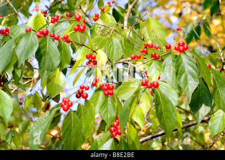 Baies rouges de chèvrefeuille d'Amur - caprifoliaceae Lonicera maackii Erubescens, Asie, Banque D'Images