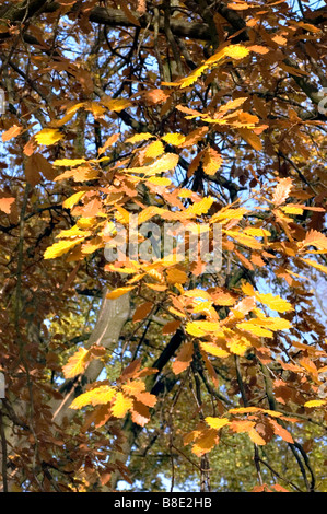 Feuilles de chêne sessile, chêne sessile , Fagaceae, Quercus petraea, Quercus sessiliflora Banque D'Images