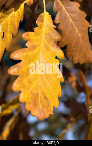 L'automne jaune feuilles de chêne sessile, chêne sessile , Fagaceae, Quercus petraea, Quercus sessiliflora Banque D'Images