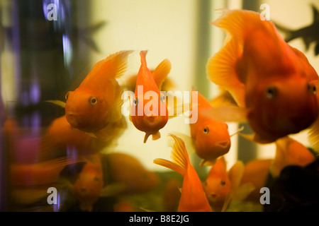 Poissons rouges dans un aquarium d'eau froide. Banque D'Images