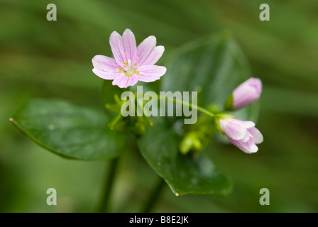 Pourpier rose le Montia sibirica South Lanarkshire en Écosse Banque D'Images