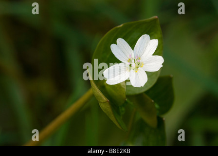 Le Montia sibirica pourpier rose avec pétales blancs South Lanarkshire en Écosse Banque D'Images