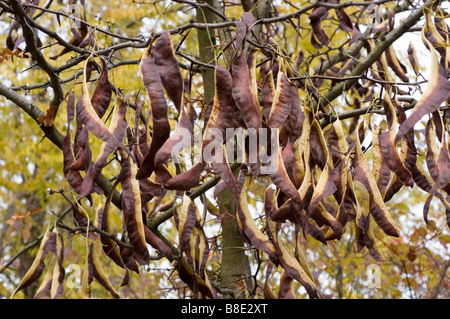 Criquet chinois, haricot de savon, gousse de savon gousses de Gleditsia sinensis sur un arbre. Détergent naturel, bio source écologique pour le nettoyage. Banque D'Images