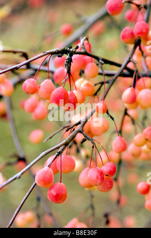 Fruits rouges d'automne de Transitoria Crabapple (Malus transitoria) suspendus à des branches dans un jardin. Banque D'Images