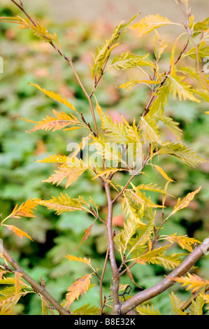 Feuillage d'automne jaune des feuilles de Fougère , hêtre hêtre à feuilles découpées , Cut Leaf hêtre, Fagus sylvatica asplenifolia Banque D'Images