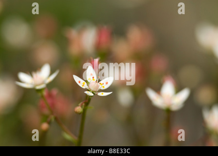 Starry Saxifrage Saxifraga stellaris juments gris réserve naturelle de queue Galloway Dumfries Ecosse NTS Banque D'Images