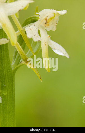 Close up of Platanthère Platanthera chlorantha South Ayrshire en Écosse Banque D'Images