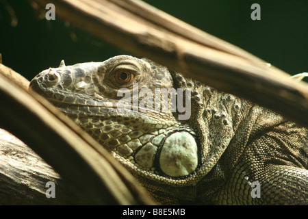 Lézard iguane géant dans le Zoo de Londres Banque D'Images