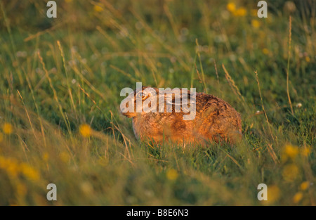 Lièvre brun Lepus europaeus assis dans des pâturages en fin de soirée l'Écosse continentale Orkney Banque D'Images