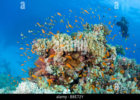 Appareil photo sous-marin dynamique de capture de la barrière de corail. Marsa Alam, Egypte Banque D'Images