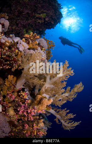 Scuba Diver et autour des récifs coralliens, Red Sea. Banque D'Images