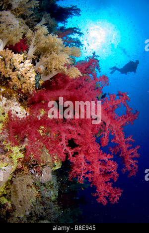 Plongée sous marine natation le long de parois abruptes de Big Brother, Brother Islands, Mer Rouge Banque D'Images