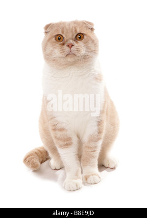 Scottish Fold crème et blanc Cat Sitting Studio Banque D'Images