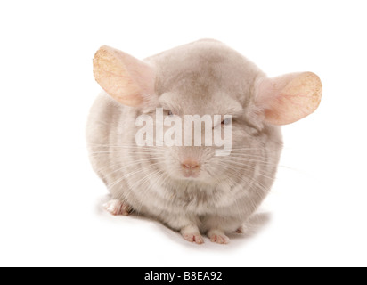 Chinchilla albinos assis Studio Banque D'Images