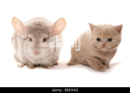 Chinchilla albinos avec chaton assis Studio Banque D'Images