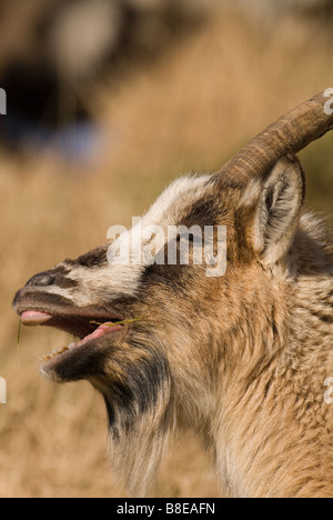 Chèvre sauvage Capra hircus se nourrissant de l'ÉNT jument grise s queue propriété près de Dumfries Dumfries Galloway Ecosse Banque D'Images