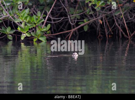 Pacifique Galapagos tortue de mer verte poussant sa tête natation au travers des mangroves à Elizabeth Bay, l'île Isabela, Îles Galápagos Banque D'Images