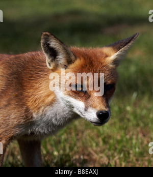 Portrait du renard roux, Vulpes vulpes, à la Banque D'Images