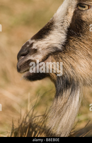 Chèvre sauvage Capra hircus portrait sur l'ÉNT jument grise s queue propriété près de Dumfries Dumfries Galloway Ecosse Banque D'Images