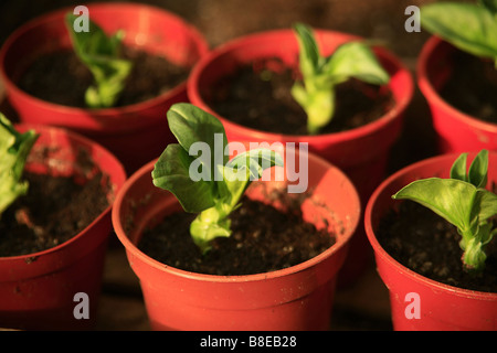 Un groupe de jeunes plants de haricots dans des pots Banque D'Images